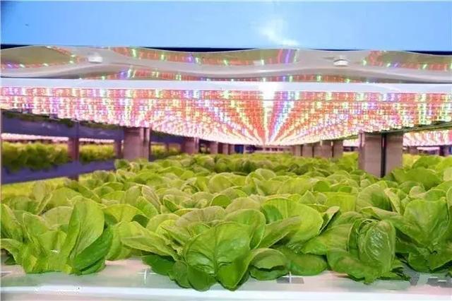 科技農業新篇章 無土壤無陽光的家庭蔬菜種植