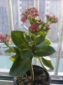 探尋長(zhǎng)壽花的商品名 從藏花閣論壇的園藝交流說(shuō)起