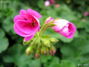 合肥豐樂(lè)生態(tài)園 探訪華東最大精品花卉大觀園，賞花之余的家用電器隨拍之旅